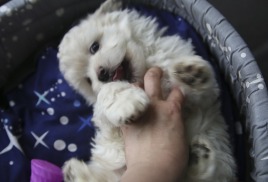 В продаже остались только два мальчика!