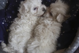 Открыта запись на щенков! В этом году у нас три мальчика и три девочки. 